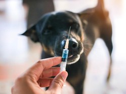 Cuma 8 Provinsi RI yang Bebas Rabies, Lainnya Endemis