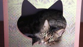 FOTO: Gemasnya Kucing-kucing di Meowseum Iran