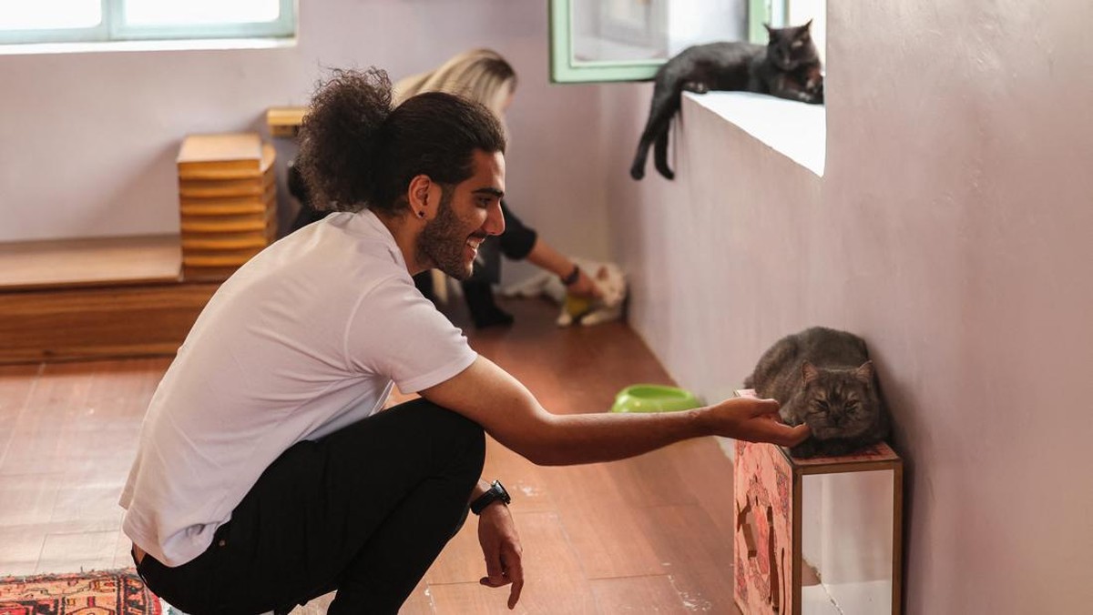 FOTO: Gemasnya Kucing-kucing di Meowseum Iran