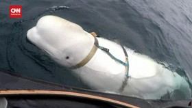 VIDEO: Kemunculan Hvaldimir, Paus Beluga Yang Diduga Mata-Mata Rusia