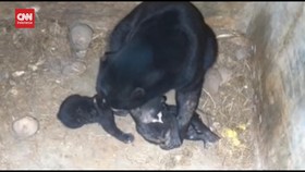 VIDEO: 2 Bayi Beruang Madu Lahir di Lembaga Konservasi di Lampung