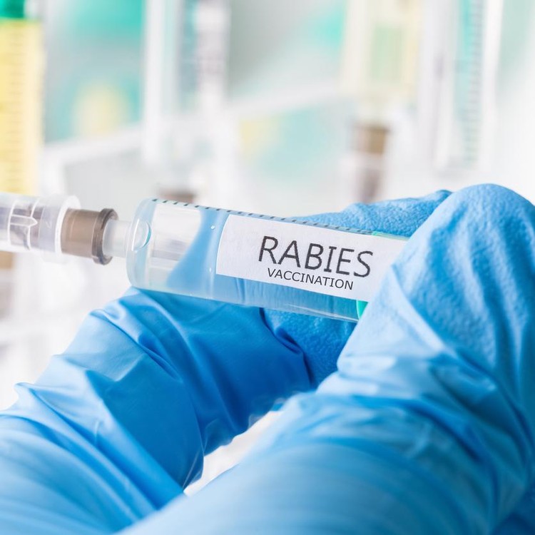 Ilustrasi vaksin rabies Ilustrasi vaksin rabies