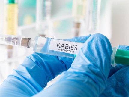 Ciri-Ciri Kucing yang Dapat Menularkan Rabies, Waspada Bun