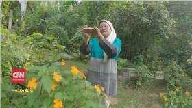 VIDEO: Metamorfosis Penjaga Habitat Kupu-Kupu