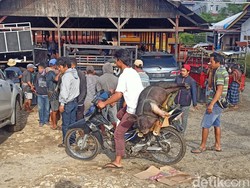 300 Babi di Tana Toraja Mati gegara Virus ASF, Peternak Rugi Rp 50 Juta