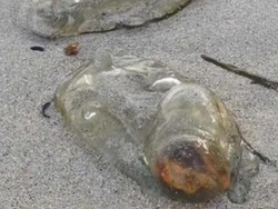 Makhluk Mirip Alien Terdampar di Pantai Australia
