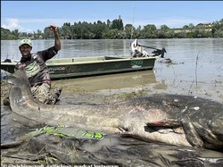 Deretan Lele Raksasa Sebesar Sapi