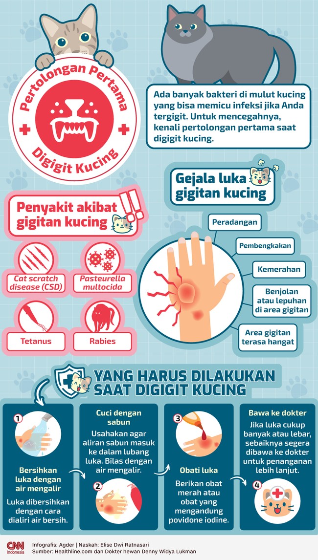 Ada banyak bakteri di mulut kucing yang bisa memicu infeksi jika Anda tergigit. Untuk mencegahnya, kenali pertolongan pertama saat digigit kucing.
