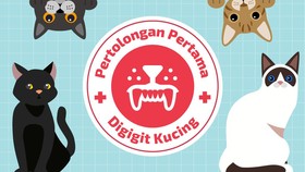 INFOGRAFIS: Pertolongan Pertama saat Digigit Kucing