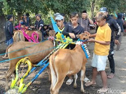 Tekad Bocah Probolinggo Jadi Joki Karapan Sapi Bayaran Meski Ortu Melarang