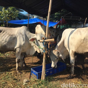 Bacaan Niat Qurban Idul Adha yang Lengkap dalam Islam