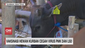 VIDEO: Vaksinasi Hewan Kurban Cegah Virus PMK & LSD