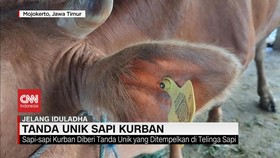 VIDEO: Tanda Unik Sapi Kurban, Layak Dikonsumsi Usai Vaksin PMK