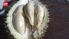 VIDEO: Makan Durian Nan Legit di Kampung Durian Gencono Lumajang