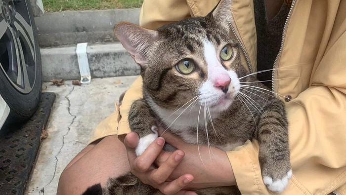 Viral Kucing Seberat 8,5 Kg Jatuh dari Lantai Enam, Berhasil Selamat Tanpa Alami Patah Tulang