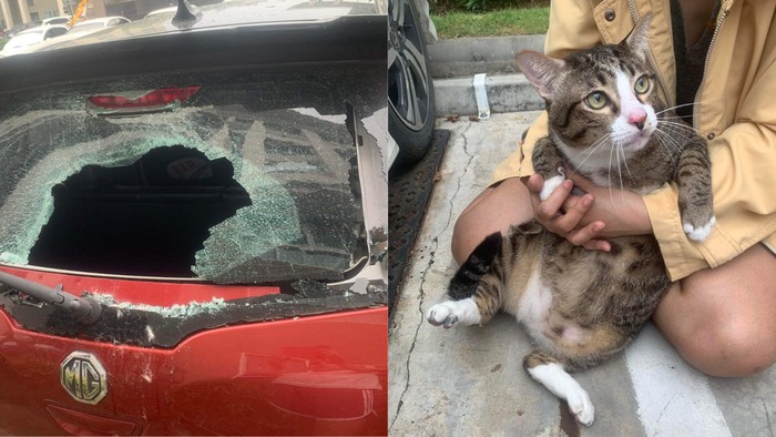 img-title Viral Kucing Seberat 8,5 Kg Jatuh dari Lantai Enam, Berhasil Selamat Tanpa Alami Patah Tulang! Bukti Punya 9 Nyawa?