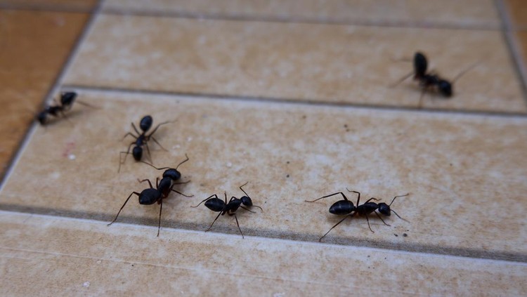 1438112676 A closeup of ants on the floor