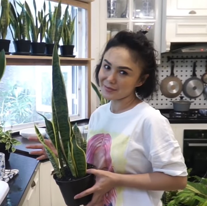 <p>Sebagian besar tanaman hias yang ia letakkan di dapur adalah lidah mertua atau <em>Sansevieria.</em> "Dia bisa menghisap debu dan bau-bauan, ini lidah mertua. Menyiramnya cuma 3 hari sekali," kata Yuni. (Foto: YouTube Yuni Shara Channel)</p>