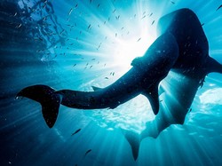 Video: Prilly Latuconsina Nilai Spot Diving Kaimana Bisa Seperti Raja Ampat, Tapi...