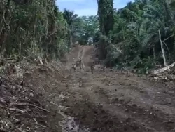 Hutan Konservasi Simoma Luwu Dirusak OTK, DLH Investigasi