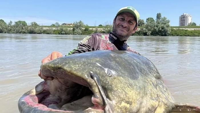 Ikan Lele Terbesar di Dunia Sepanjang 2,8 Meter Berhasil Ditangkap, Ini Potretnya!