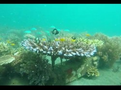 Menjaga Nemo Sepanjang 15 Hektare Laut Banyuwangi di Hari Laut Sedunia