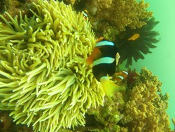 Studi Terbaru Ungkap Penyebab Ukuran Ikan Badut Nemo Makin Mengecil
