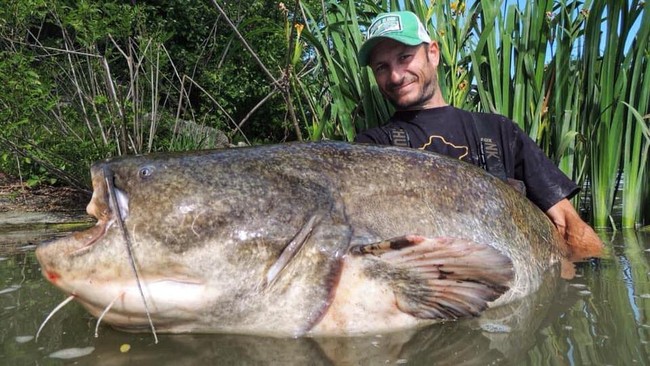Pemancing Alessandro Biancardi menceritakan kronologi penangkapan lele yang diklaim terbesar di dunia dengan panjang 285 cm.