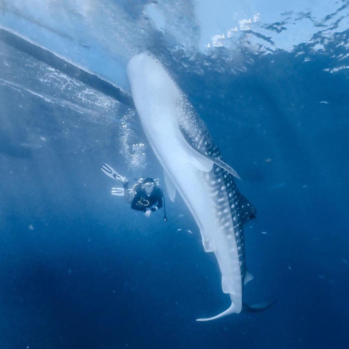 <p>Naysilla begitu kagum dengan hiu paus yang ia temukan. Menyelam menjadi pengalaman yang tak terlupakan untuknya. "The sea is full of surprises #whaleshark," kata Naysilla. (Foto: Instagram @naymirdad)</p>