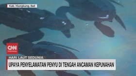 VIDEO: Upaya Penyelamatan Penyu di Tengah Ancaman Kepunahan
