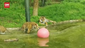 VIDEO: Keseruan Sepasang Anak Harimau Sumatra Berenang Pertama Kalinya