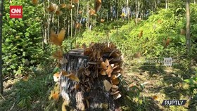 VIDEO: Melihat Penampakan Ribuan Kupu-Kupu Terbang di Lembah Honghe