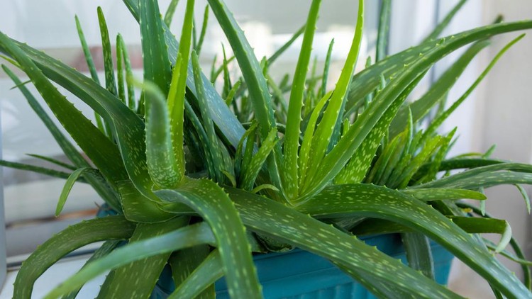 1475314230 Aloe Vera plant