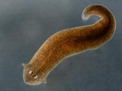 2 Cara Planaria Berkembang Biak, Ini Penjelasannya