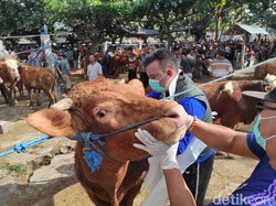 Jangan Dibuang! Begini Tips Membersihkan Kepala Sapi Sebelum Diolah