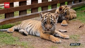VIDEO: Penampakan 5 Anak Harimau Bengal Yang Bikin Gemas Pengunjung
