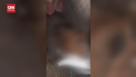 VIDEO: Tragis, Anjing Belgian Malinois DItemukan Mati di Rumah Jagal