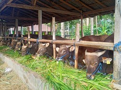 Harga Sapi di Karangasem Merangkak Naik Jelang Idul Adha
