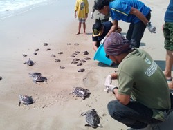 Ditangkar Tanpa Izin, Puluhan Penyu di Bangka Dilepasliarkan BKSDA dan Alobi