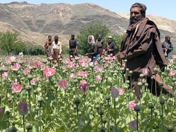 Perang Total Lawan Opium Ala Taliban di Afghanistan