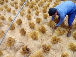 Petani Jatiluwih Sulit Jual Gabah Beras Merah padahal Panen Melimpah