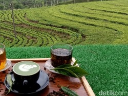 Segarnya Menikmati Alam Kebun Teh Pegunungan Kalibening Banjarnegara