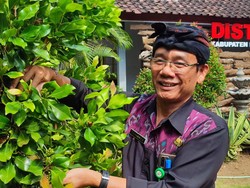Distan Buleleng Kembangkan Cengkih Sambung, Solusi di Lahan Kering