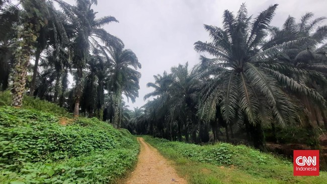 Peristiwa terjadi saat Sopian, warga Kabupaten Batanghari, Jambi sedang memanen kelapa sawit. Tiba-tiba seekor beruang datang menyerang.