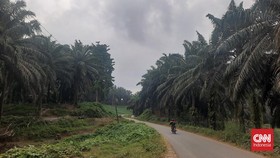 Hilangnya Hutan Adat Warga Malin Deman Bengkulu di Tumpukan Sawit