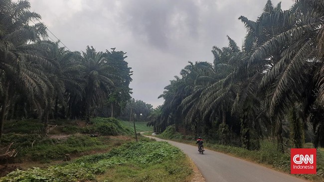 Masyarakat Adat Pekal di Kecamatan Malin Deman, Mukomuko, Bengkulu tak punya lagi hutan adat imbas ekspansi perusahaan kelapa sawit.