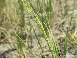 Asuransi Lindungi Petani dari Kekeringan-Hama, Klaim Tembus Rp 15,18 M