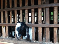 Puluhan Ternak Kambing di Sikka Mati gegara Penyakit Scabies