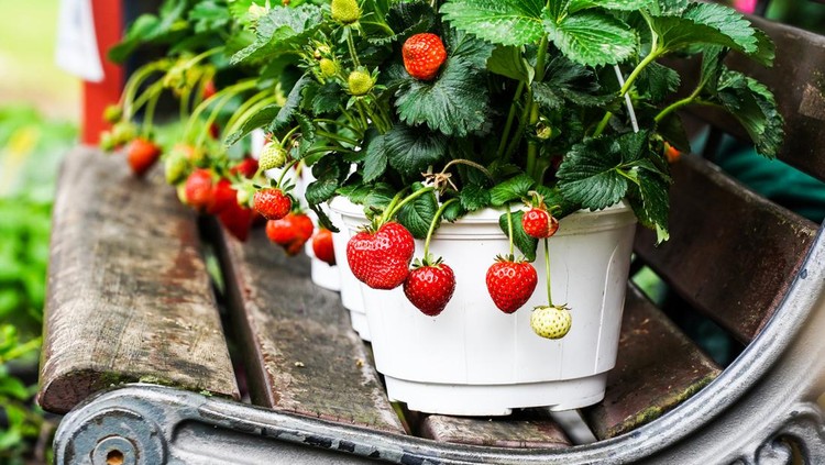 1145836557 Strawberries in white pots in a row on a bench