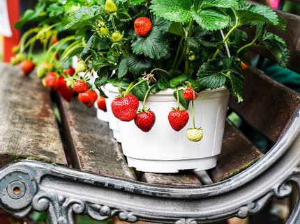 9 Pohon Buah yang Tak Tinggi tapi Cepat Berbuah, Cocok Ditanam di Pekarangan Rumah